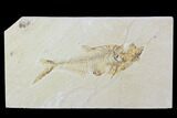Bargain, Diplomystus Fossil Fish - Wyoming #100597-1